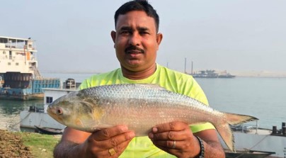 পদ্মায় মিলল দুই কেজির ইলিশ, দাম ৮,৫০০ টাকা!