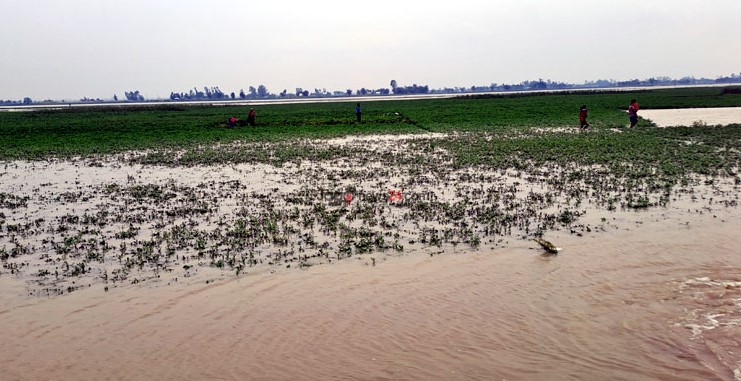 তিস্তার পানিতে চরের কৃষকদের সর্বনাশ!