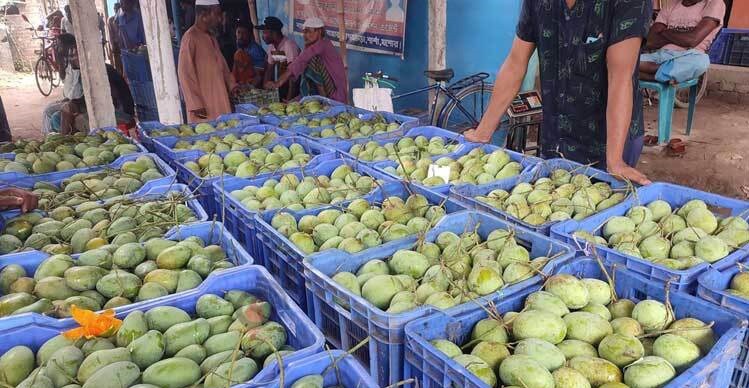 বাংলাদেশের আম এবার চীনের বাজারে!