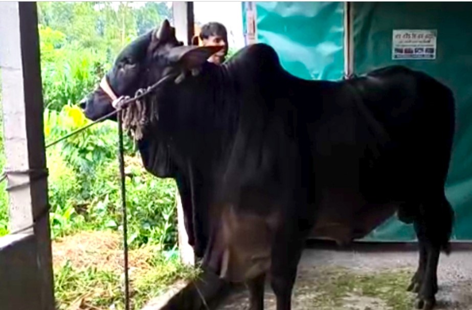 ঈদে মাতাচ্ছে ‘লালু সর্দার’ ও ‘কালিয়া’