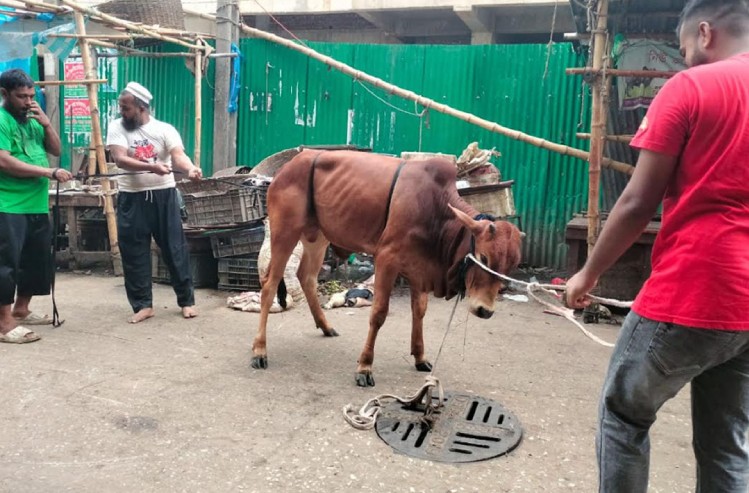 দ্বিতীয় দিনেও চলছে কোরবানি, কসাই না পাওয়ায় আজ জবাই অনেকের