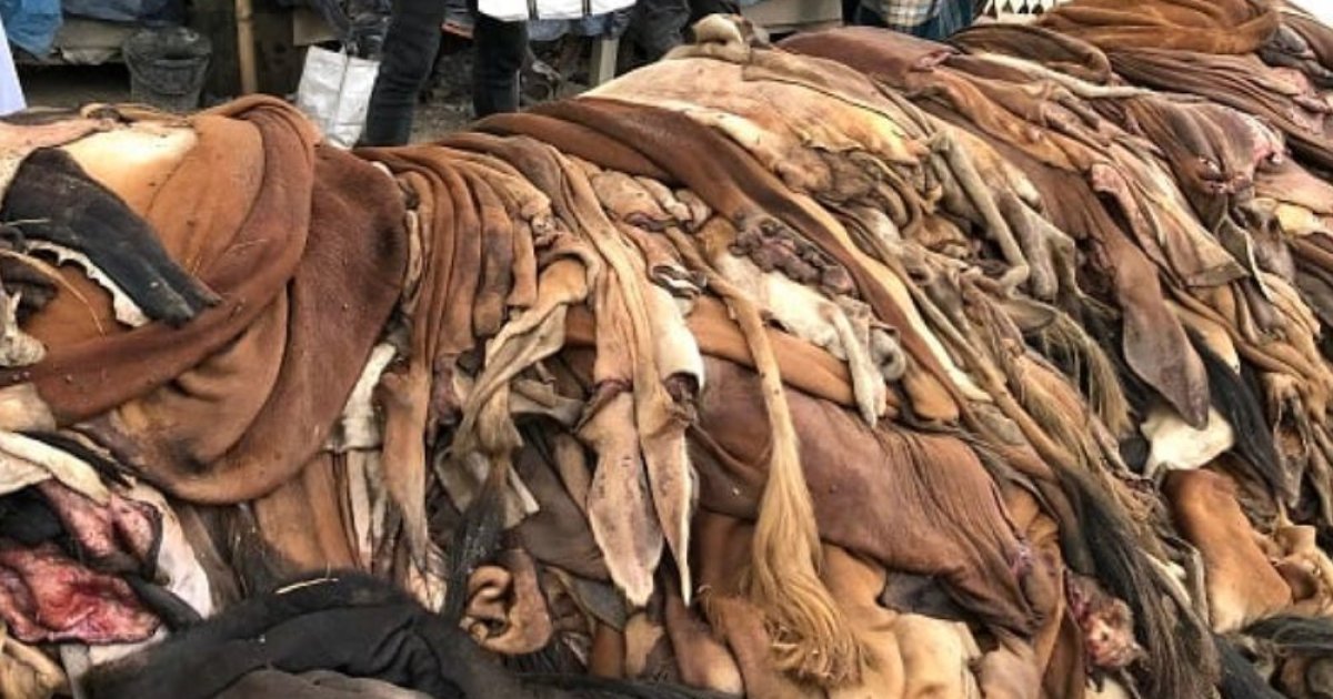 চামড়ার দাম বাড়ল কাগজে, বাস্তবে ব্যবসায়ীদের লোকসান