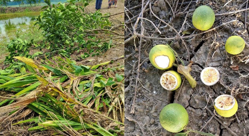 আওয়ামী লীগ নেতার মাল্টা বাগানে দুর্বৃত্তদের হামলা