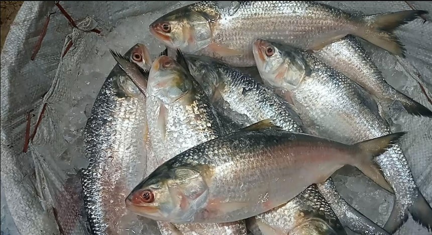 ইলিশের দাম নিয়ন্ত্রণে ডিসির চিঠি