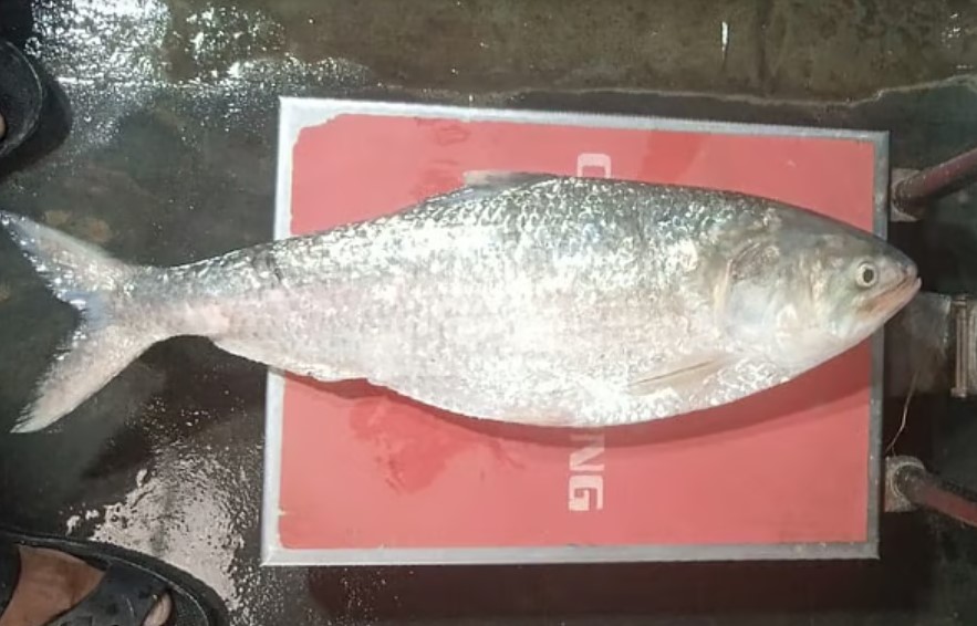 দাম যেন রেকর্ড, চাঁদপুর মাছঘাটে তোলা হলো বিশালাকৃতির ইলিশ