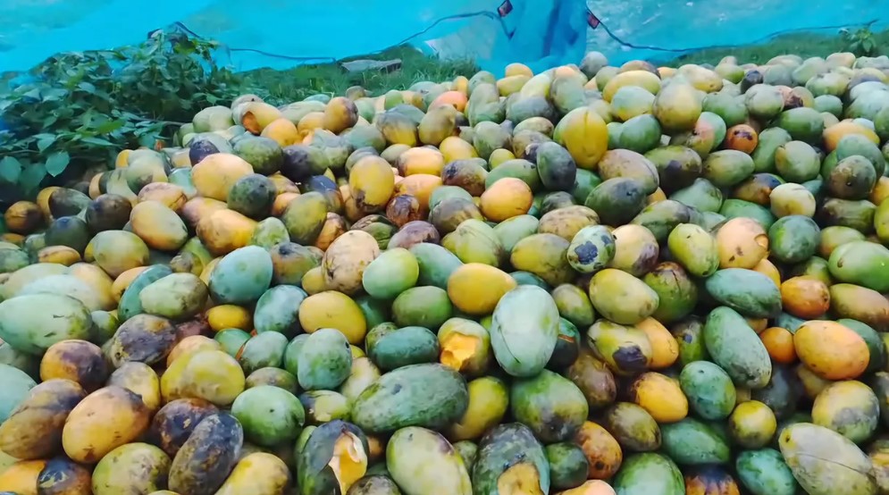 জুসের উৎস কী জানেন? চমকে উঠবেন!