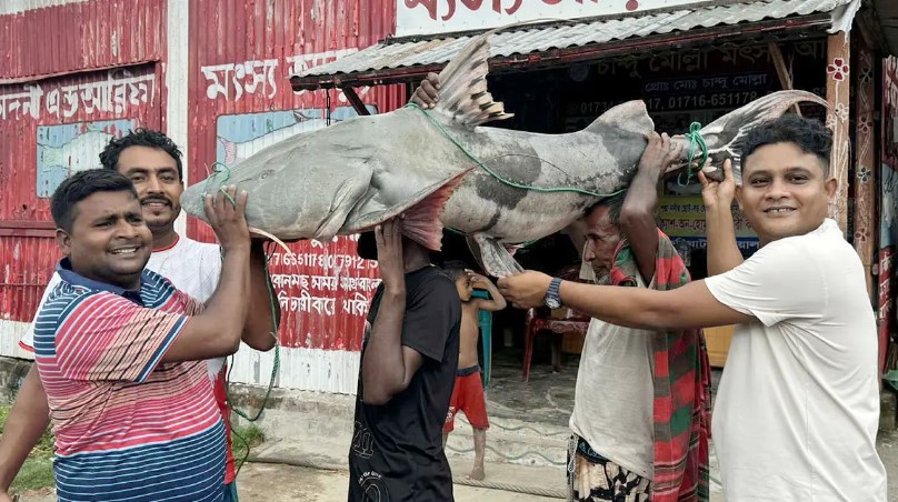 পদ্মায় ধরা পড়ল ৫০ কেজির বাগাড়, নিলামে বিক্রি যত টাকায়