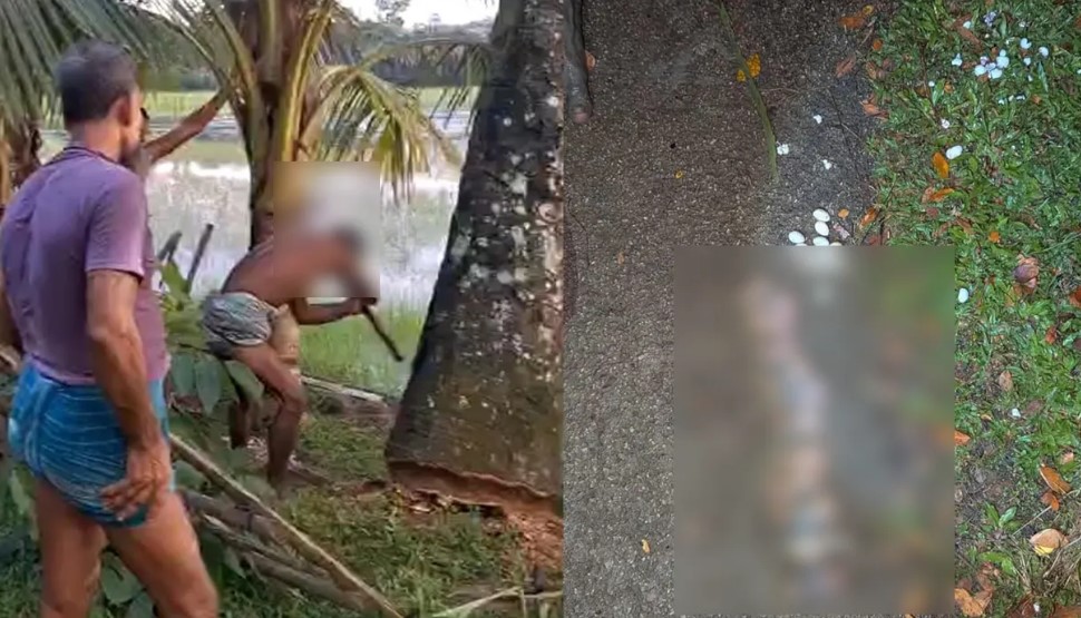 “গাছ কাটা নয়, যেন এক গণহত্যা! বাবুই পাখির ছানাহত্যায় নড়ে উঠেছে আইন”