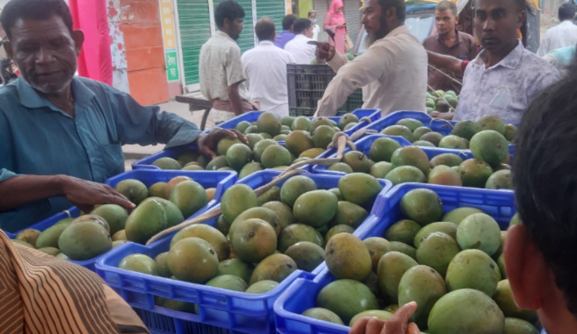 নীলফামারীতে হাঁড়িভাঙা আমে ভরপুর মৌসুম, ব্যস্ততা পাইকারি বাজারে