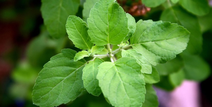 তুলসী পাতার যত উপকারীতা