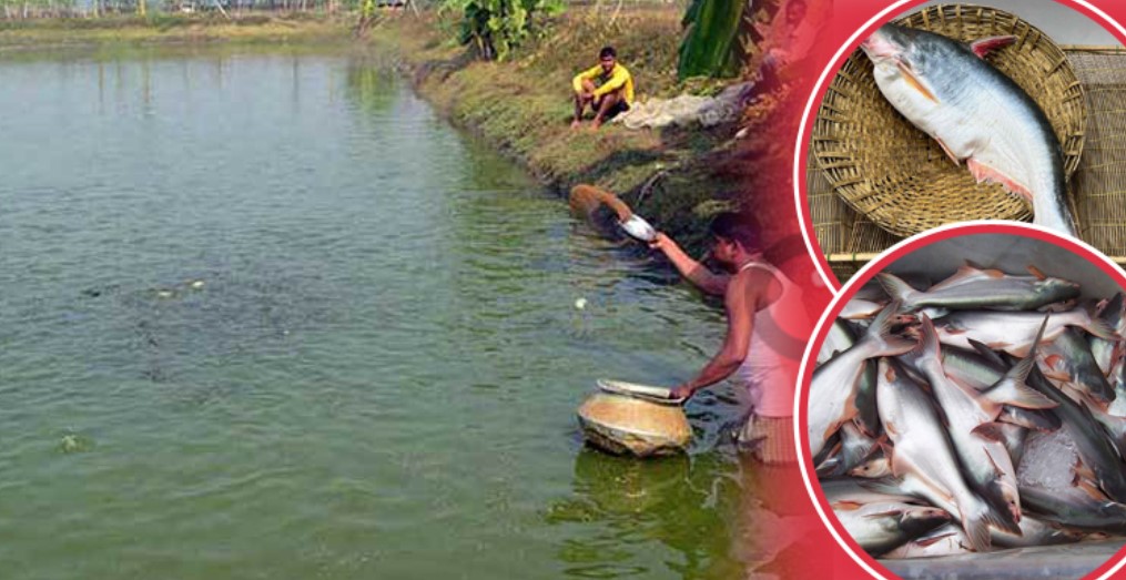 কম খরচে বেশি লাভ—পাঙাশ চাষেই মিলছে নতুন জীবিকার পথ