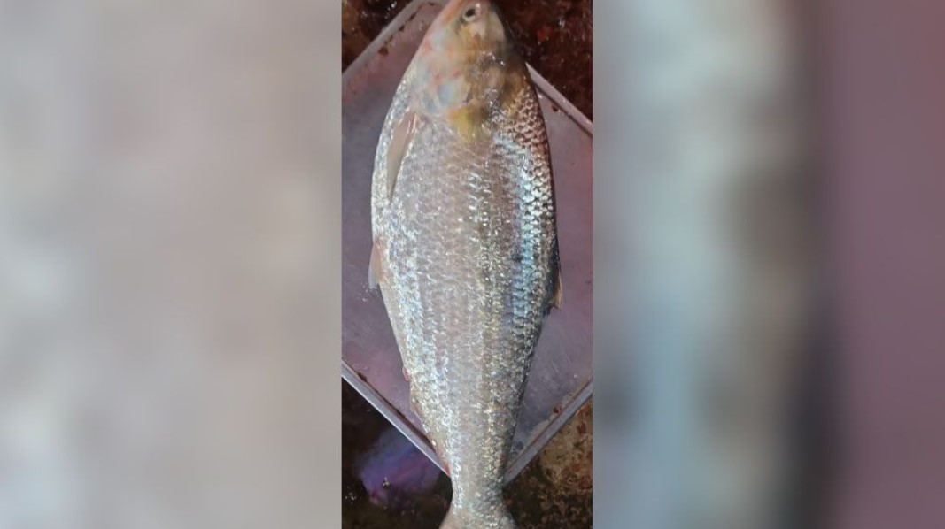 নদী থেকে ধরা পদ্মার এক ইলিশ বিক্রি হলো ১২,৪৮০ টাকায়