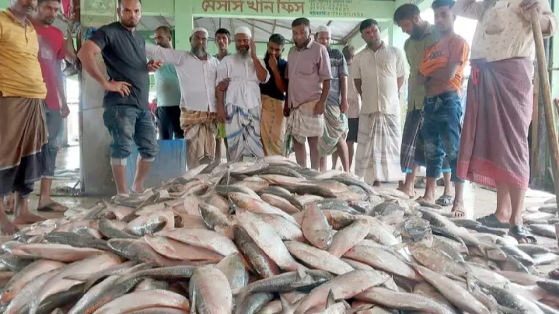 কলাপাড়ার ইলিশ মোকামে ফের গর্জন, ঘাটে জমে উঠল ক্রেতার ভিড়