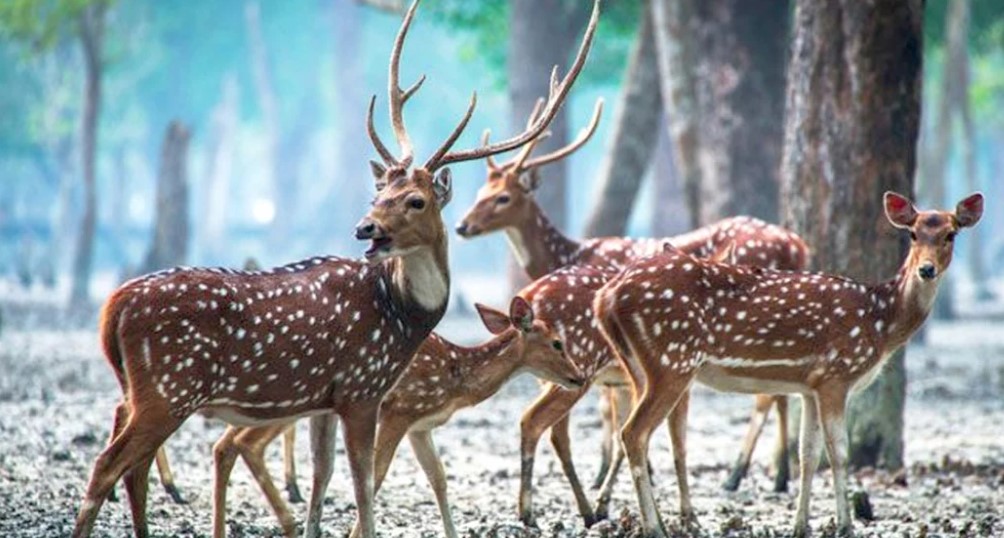  সুন্দরবনে নিষেধাজ্ঞার মধ্যেও অব্যাহত হরিণ শিকার ও অবৈধ মাংস বিক্রি