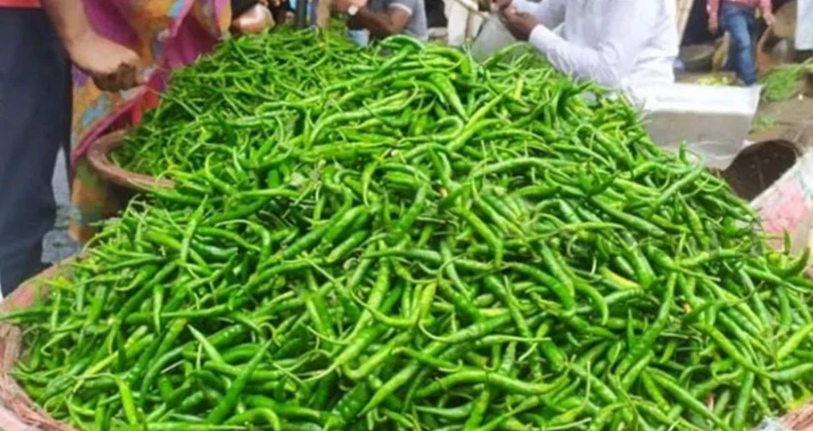 আমদানি ব্যয় ৮০ টাকা, খুচরায় ৩০০: কাঁচা মরিচের দাম নিয়ে চলছে কারসাজি