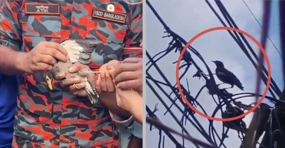 ‘মানবিকতার দৃষ্টান্ত’: বৈদ্যুতিক তারে আটকা পাখি উদ্ধার করল ফায়ার সার্ভিস