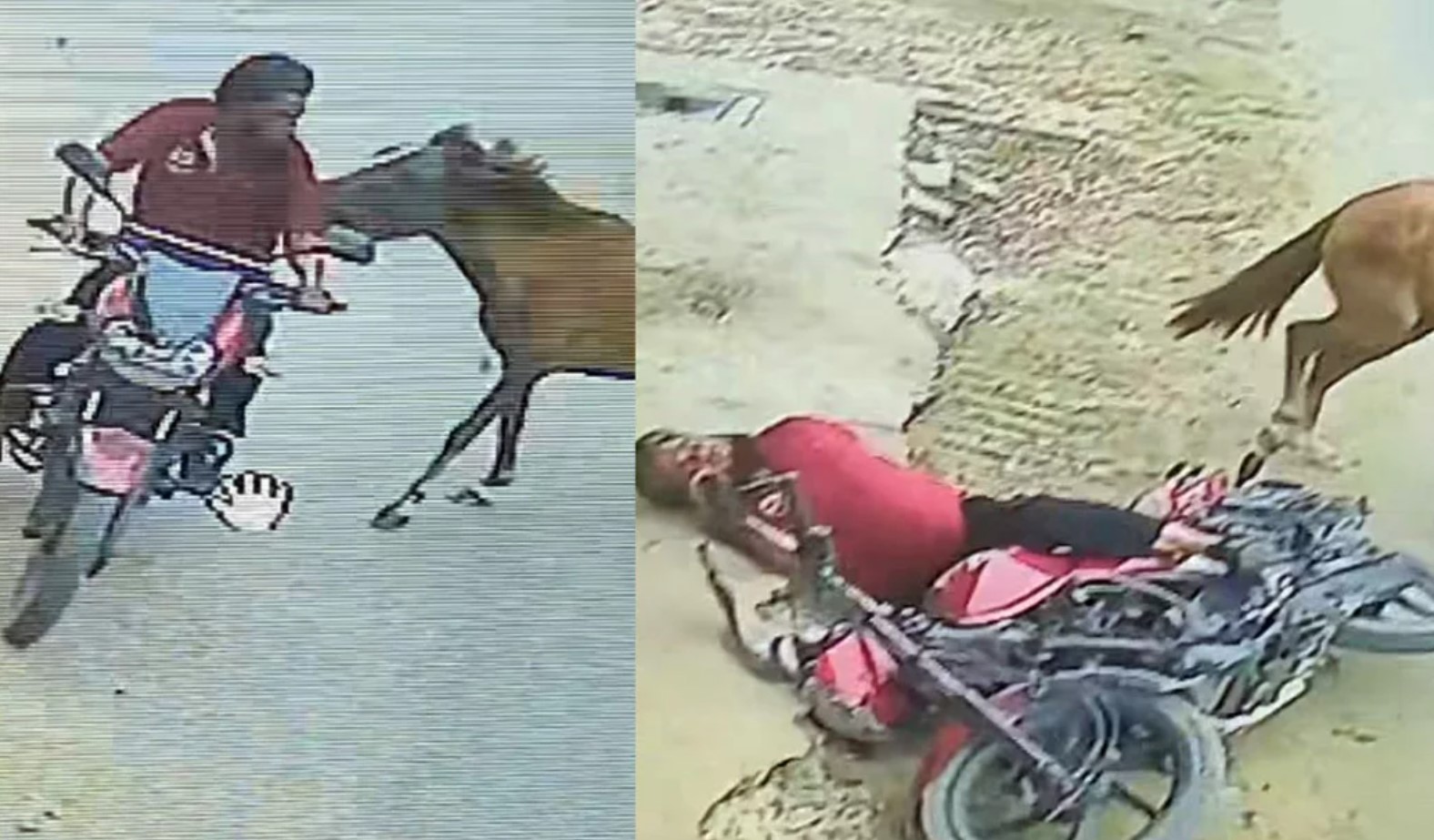 সামনে যাকে পাচ্ছে তাকেই কামড়াচ্ছে পাগলা ঘোড়া