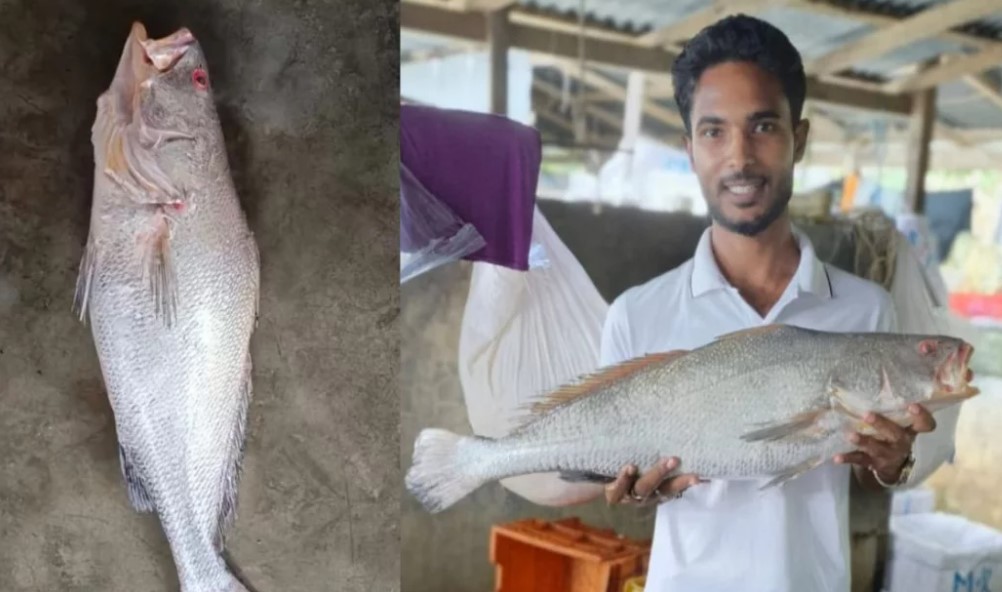 পটুয়াখালীতে বিরল কালো পোয়া মাছ ধরা পড়ায় বাজারে ভিড়