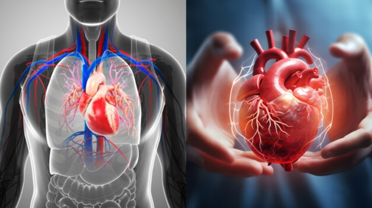 হার্ট অ্যাটাকের ৫ বছর আগেই সংকেত: যে ৩টি নীরব লক্ষণ অবহেলা করা বিপজ্জনক