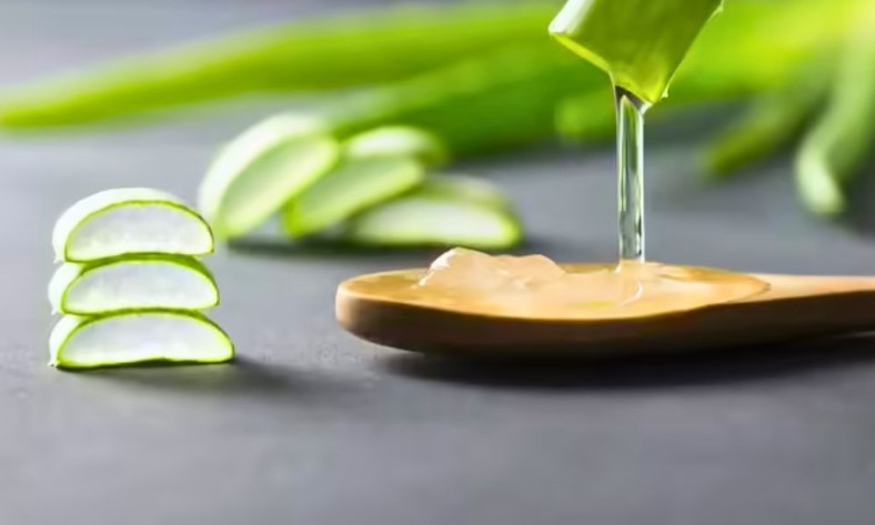 কাঁচা অ্যালোভেরা জেল মাখছেন? জেনে নিন আগে অ্যালোইন সরানোর সঠিক পদ্ধতি