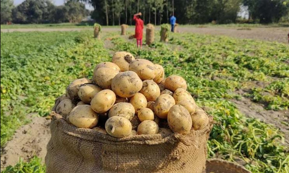 আলুর দাম ২৬ টাকা থেকে নেমে ৮ টাকায়, দিশেহারা ৬০ হাজার চাষি