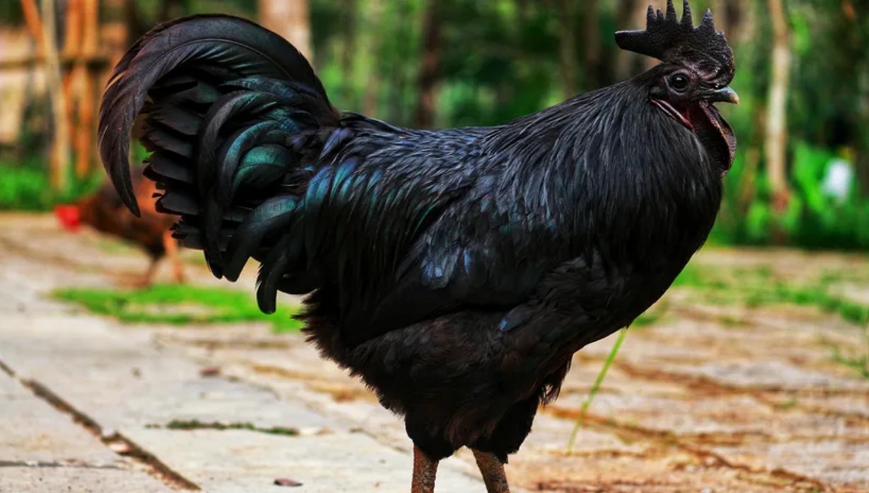কালো মুরগি কেন এত দামি: জেনেটিক বিস্ময়, ঐতিহ্য ও বিলাসিতার এক অনন্য সংমিশ্রণ