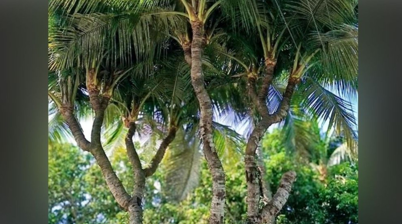 নাটোরে প্রকৃতির বিস্ময়! এক কাণ্ডে ১৩ মাথাওয়ালা নারকেল গাছ