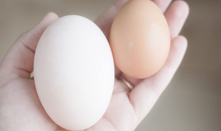 পুষ্টির বিচারে হাঁস নাকি মুরগির ডিম কোনটি শরীরের জন্য সেরা? জানালেন বিশেষজ্ঞ