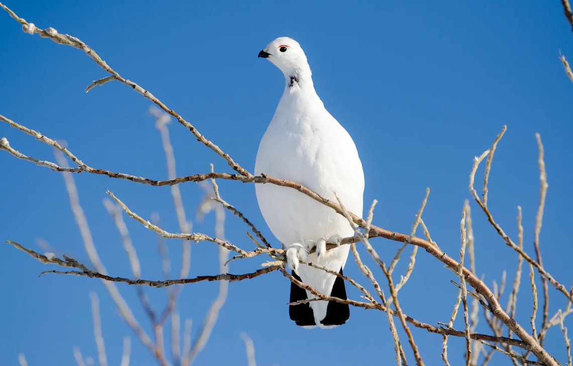 শীতে সাদা হয়ে যায় যে সাত প্রাণী, জানুন তাদের রহস্য