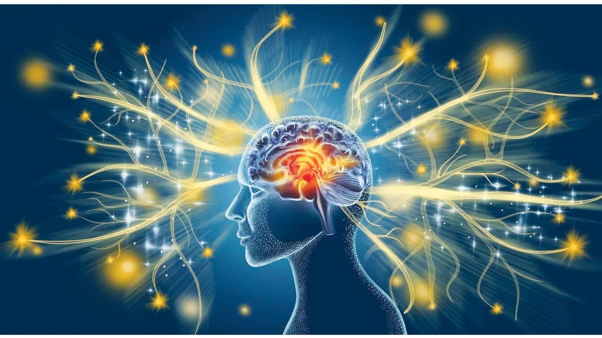 আপনি ডান–মস্তিষ্ক নাকি বাঁ? গবেষণা বলছে অন্য কথা