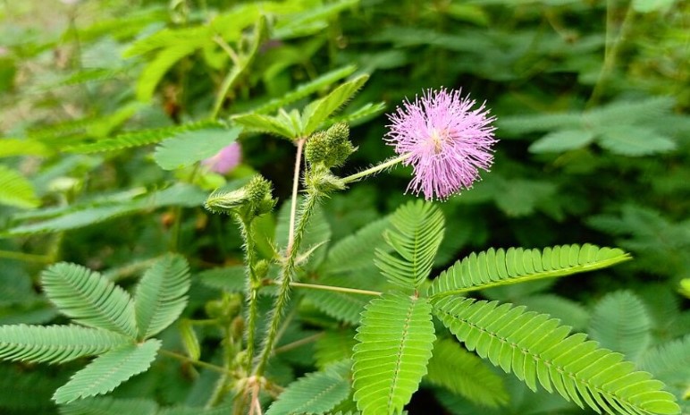 ডায়াবেটিস থেকে পাইলস নিরাময়ে জাদুকরী লজ্জাবতী গাছের ব্যবহার