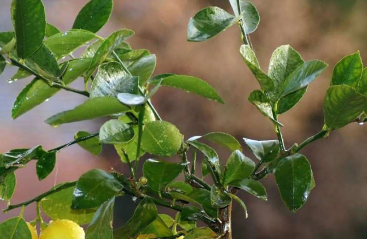 শীতে খুশকি বাড়ছে? লেবুপাতা হতে পারে সহজ সমাধান