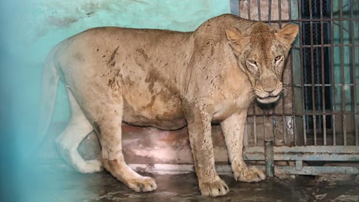 কর্মচারীর ভুলেই খাঁচার বাইরে সিংহী