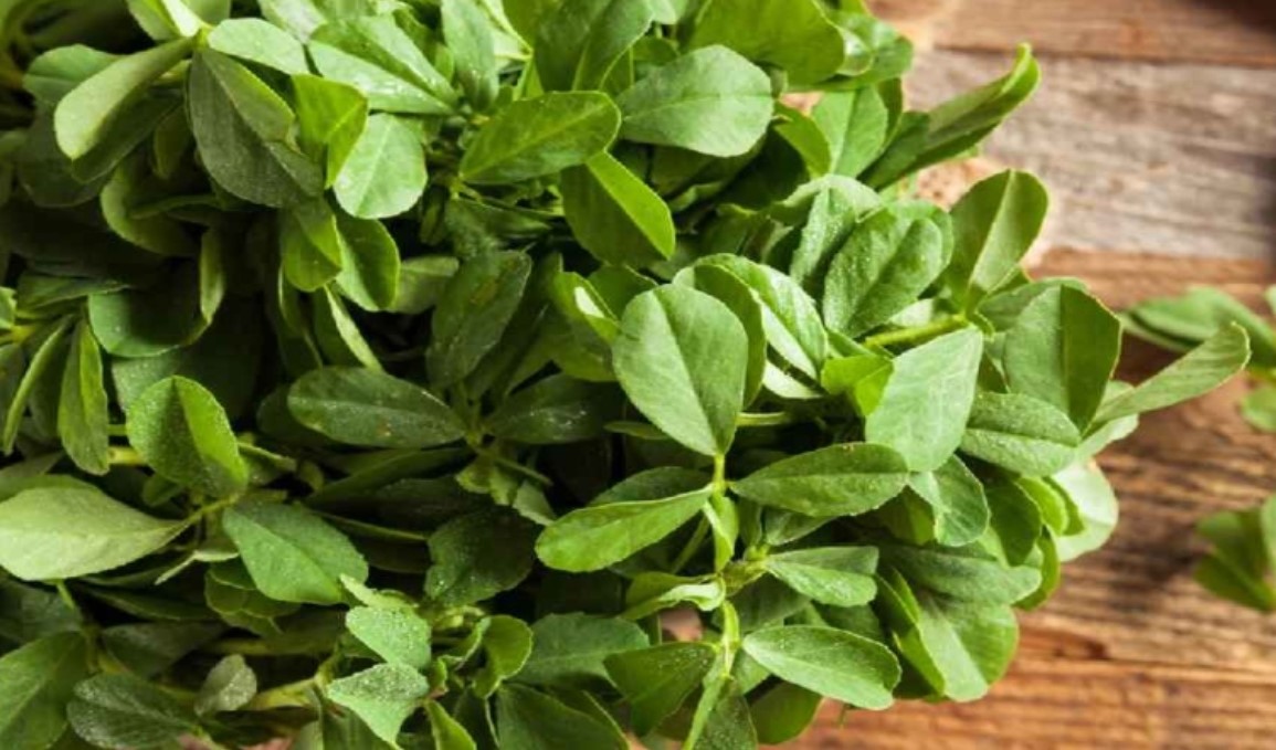 তারুণ্য ধরে রাখা থেকে রোগ নিরাময়ে মেথি শাকের ৭ জাদুকরী গুণ