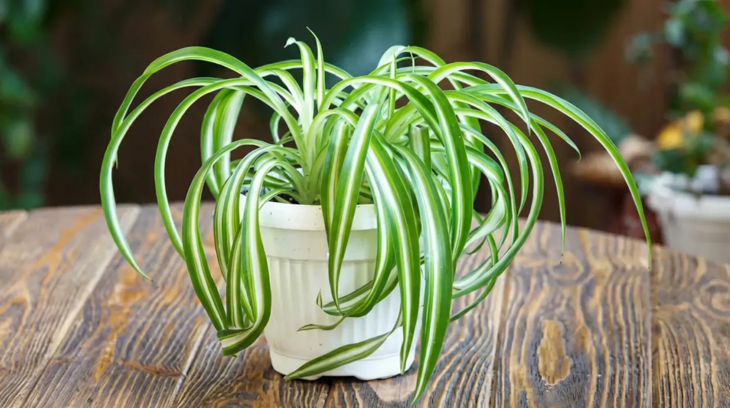 ঘরের বাতাস পরিষ্কার রাখতে সেরা ৫ ইনডোর প্ল্যান্ট