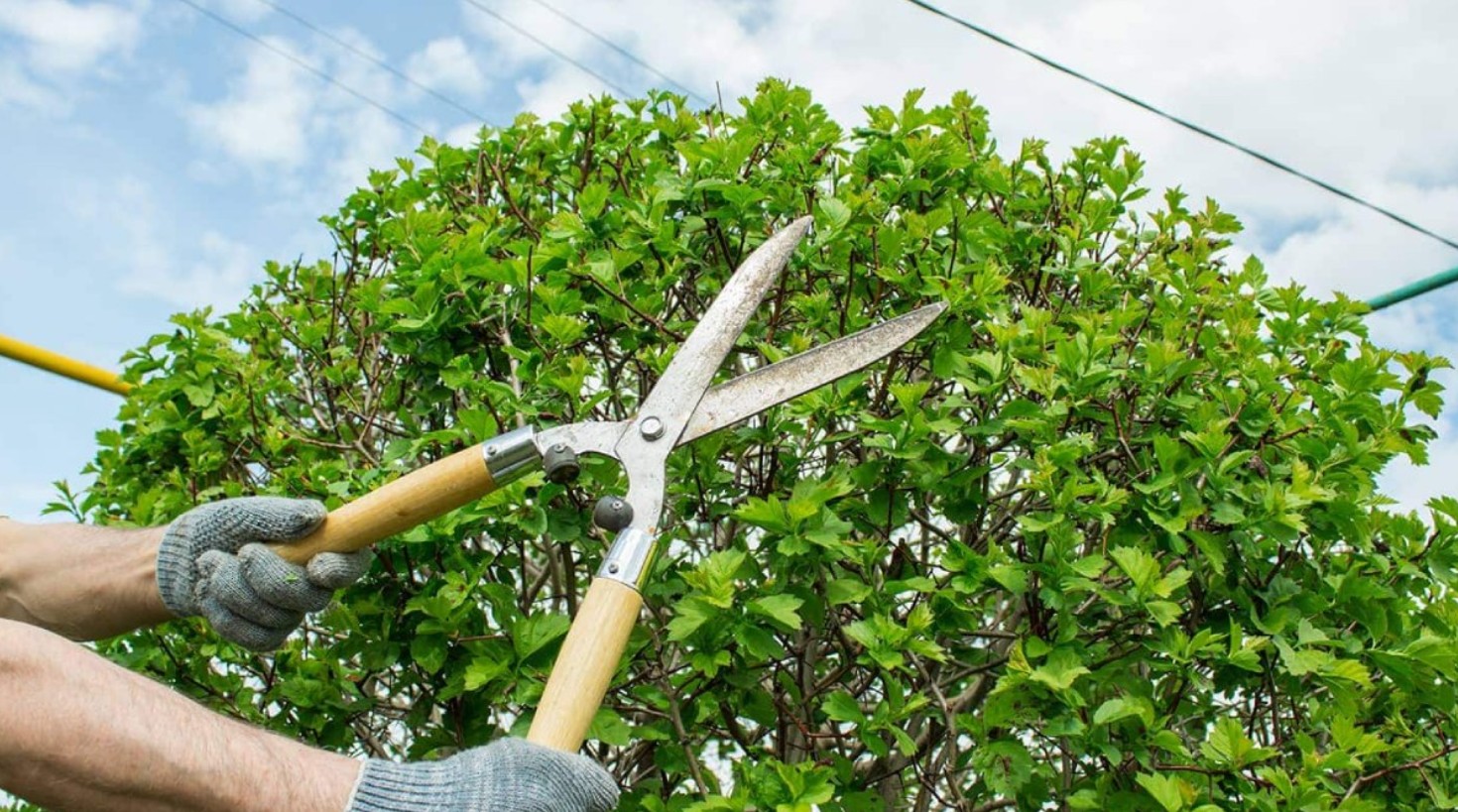 গাছ কাটলে গাছের কি সত্যিই ব্যথা লাগে? বিজ্ঞান কী বলে