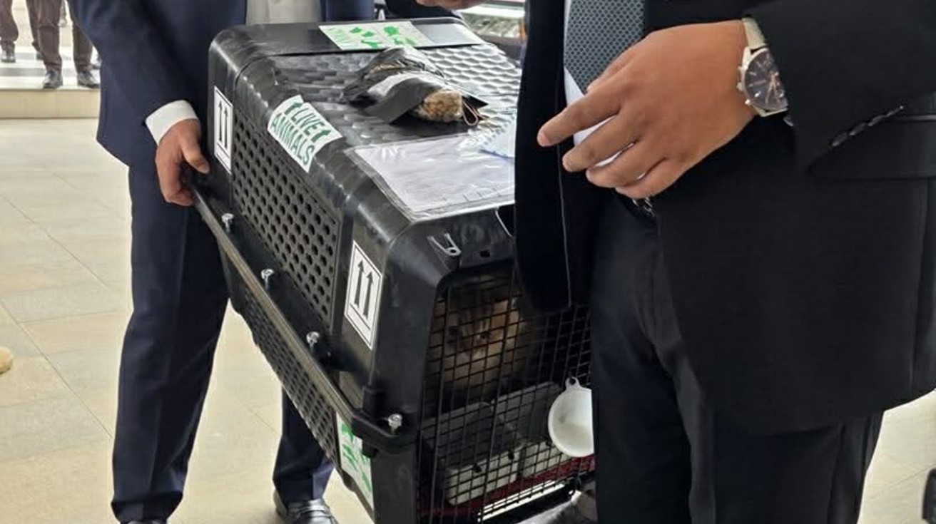 সাইবেরিয়ান বিড়াল জেবু ও তারেক রহমান পরিবারের গল্প