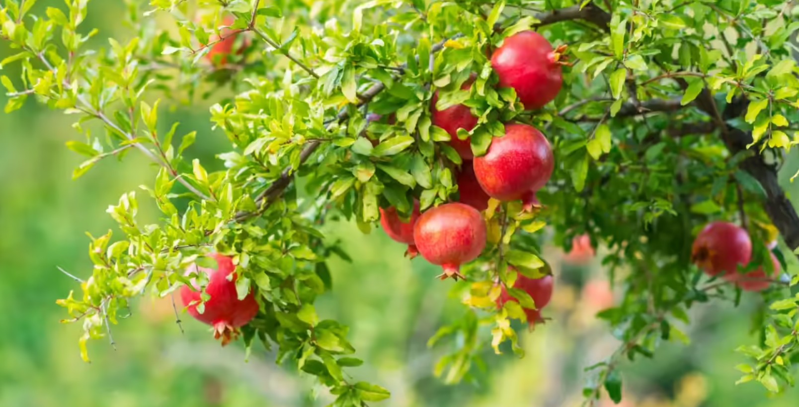 রোগ প্রতিরোধে ডালিম পাতার যাদুকরী ব্যবহার