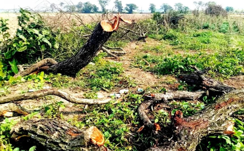পাবনার ঈশ্বরদী উপজেলায় প্রকল্পের নামে গণহারে বৃক্ষনিধন