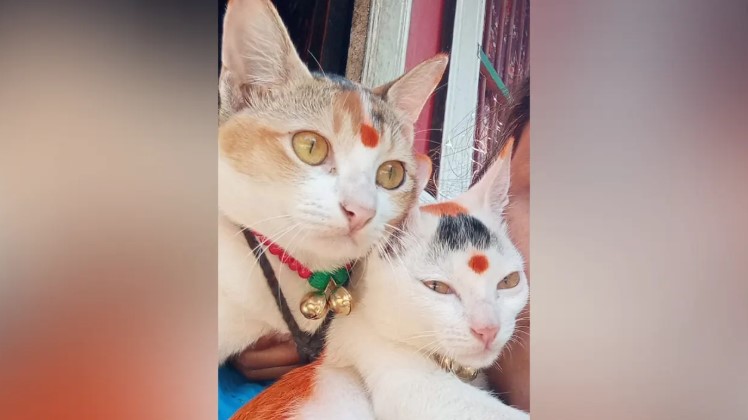 বাকেরগঞ্জে পোষা বিড়ালকে কুপিয়ে জখম: বিচার চেয়ে থানায় গৃহবধূ