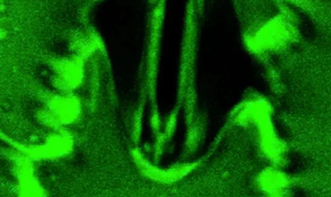 এই প্রথম! উদ্ভিদের শ্বাসপ্রশ্বাস প্রক্রিয়া চর্মচক্ষে দেখল মানুষ