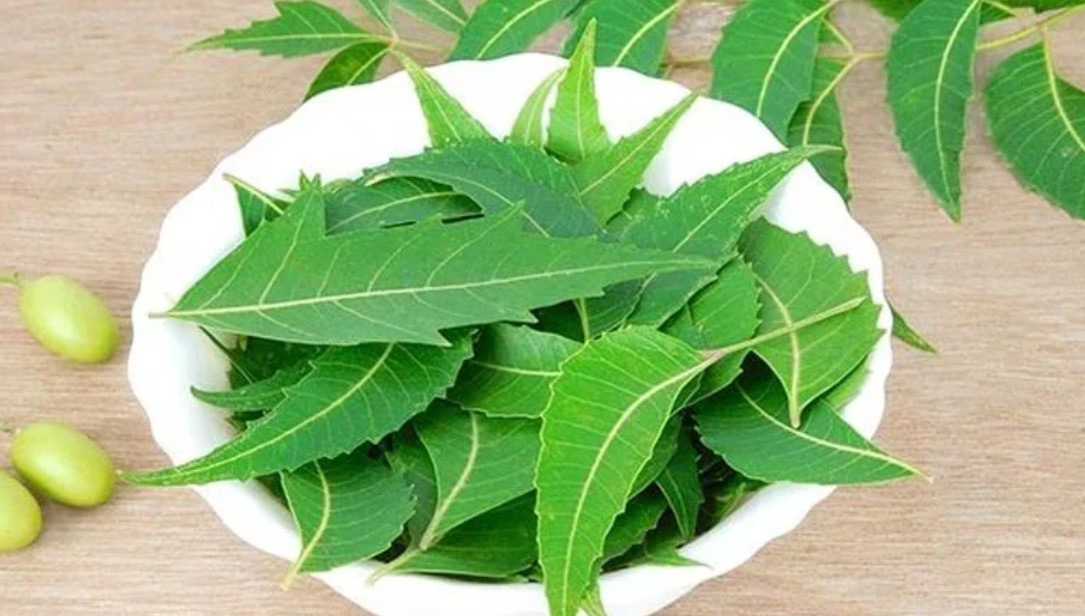 নিমের ছোঁয়ায় উজ্জ্বল ত্বক; ঘরোয়া উপায়েই মিলবে দাগহীন লাবণ্য