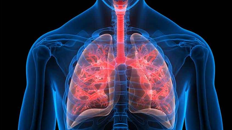 শ্বাসও নিতে পারে এই কৃত্রিম ফুসফুস! চিকিৎসাবিজ্ঞানে ২০২৬-এর সেরা উদ্ভাবন