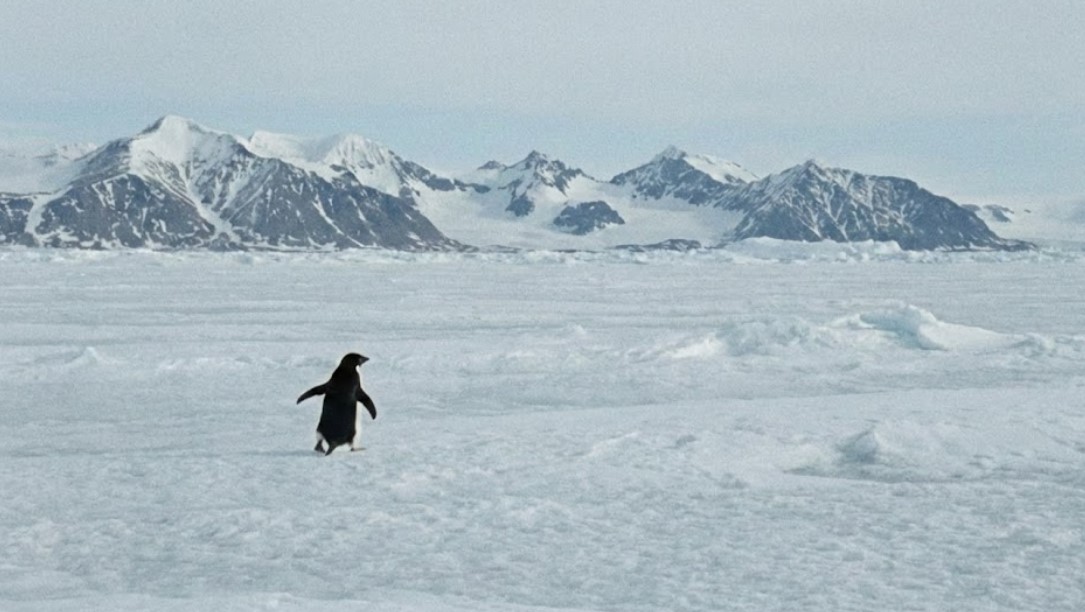 সবাই যেদিকে যায় সেদিকে সে নেই: ভাইরাল পেঙ্গুইনের একাকী যাত্রার নেপথ্য কাহিনী