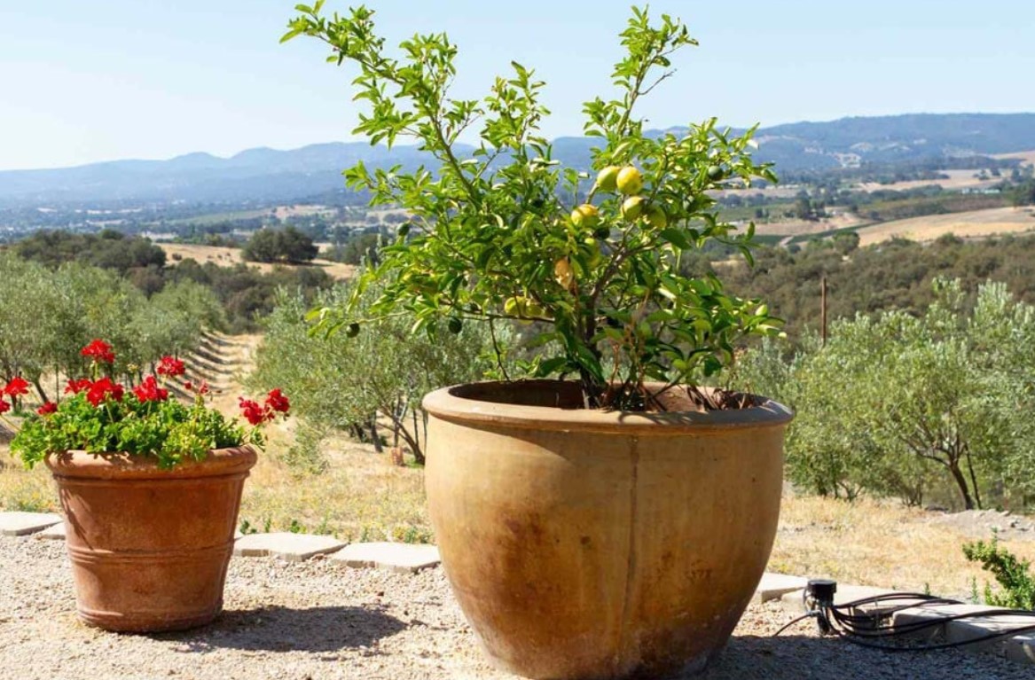 বাড়িতেই হবে ফলের সমারোহ: আপনার বারান্দার টবে যে ৩টি ফল সহজে ফলবে