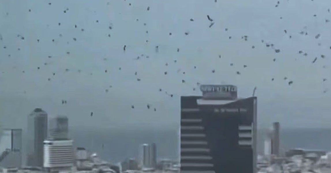 তেল আবিবের আকাশে হাজারো কাকের রহস্যময় মহড়া: ইসরায়েলজুড়ে মহাপ্রলয়ের আতঙ্ক