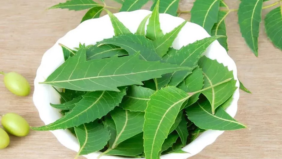 ক্যানসার দমনে নিমের অবিশ্বাস্য শক্তি! গবেষণায় উঠে এলো চাঞ্চল্যকর তথ্য