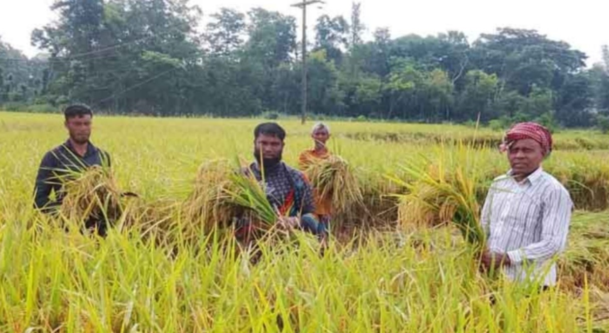 ব্রাহ্মণপাড়ায় বোরো ধানের বাম্পার ফলন, লক্ষ্যমাত্রা ছাড়াল উৎপাদন