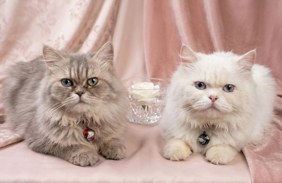 হিট স্ট্রোক ও চর্মরোগের হানা! দাবদাহে পোষা প্রাণীদের বাঁচাতে যা করবেন