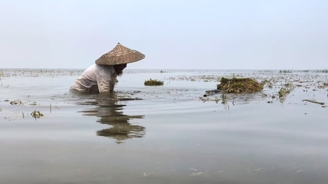হাকালুকিতে কৃষকের স্বপ্নভঙ্গ! সোনালী ধান এখন অথৈ পানির 